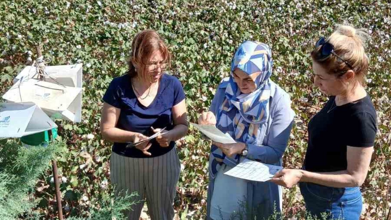 Söke’de pamukta pembekurt zararlısına karşı uyarı