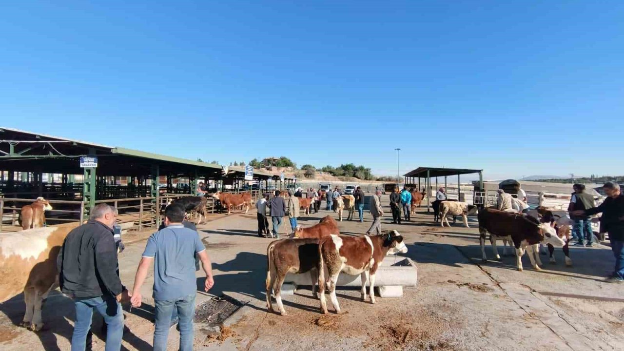 Malatya’da kapalı olan hayvan pazarı yeniden açıldı