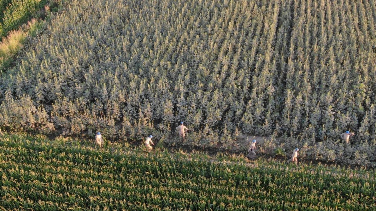 Koçarlı’da 37 kök kenevir ele geçirildi