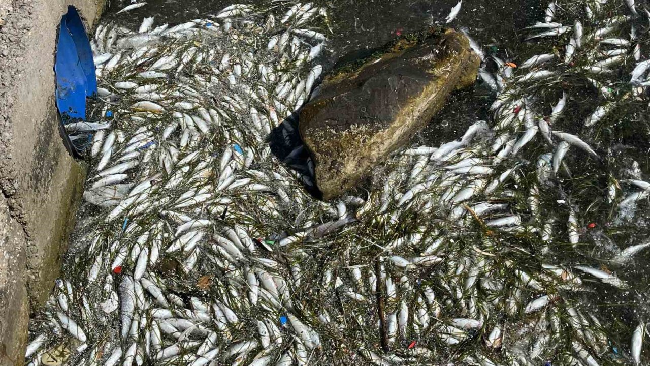 İzmir Körfezi’nde balık ölümleri yeniden başladı