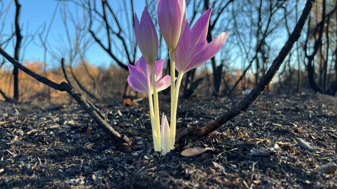 Yanan ormanda açan çiçek gönülleri ısıttı