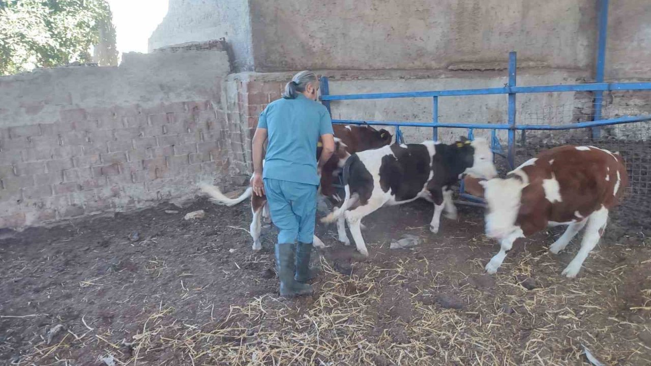 Söke’de hayvan sağlığı için aşılama çalışmaları devam ediyor