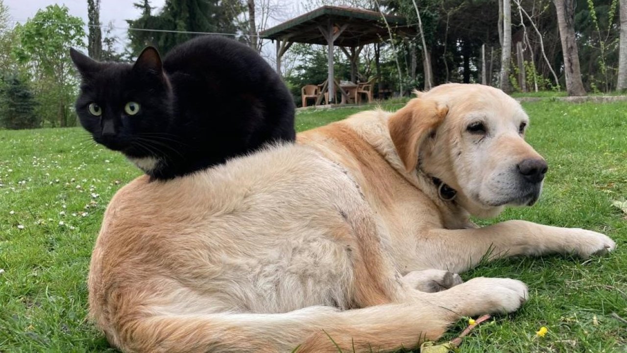 Düzce’den 800 tona yakın kedi köpek maması ihraç edildi
