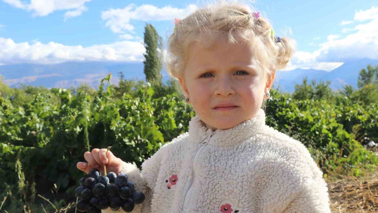 Erzincan’ın az şekerli "Cimin üzümü"nün hasadı sürüyor