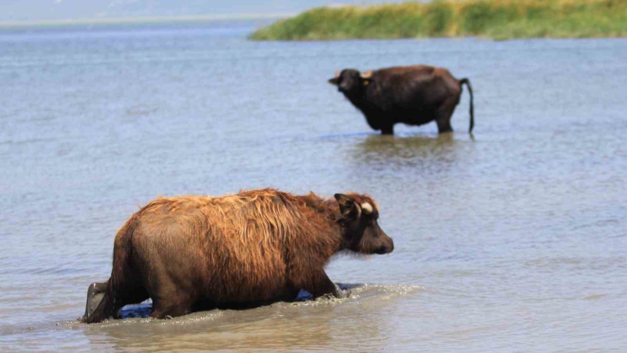 Manda sayısı son 5 yılda yüzde 16 azaldı