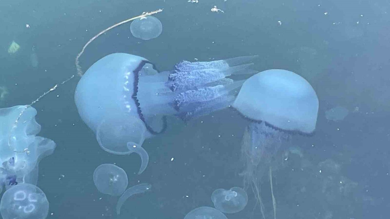 Marmara’da ’bitti’ denilen müsilaj kabusu tekrar hortladı