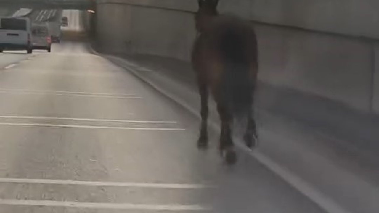 Başıboş at trafikte tehlike saçtı