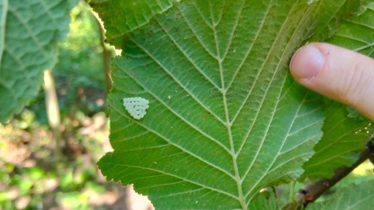 Samsun’da 1 milyonun üzerinde samuray arısı doğaya salındı