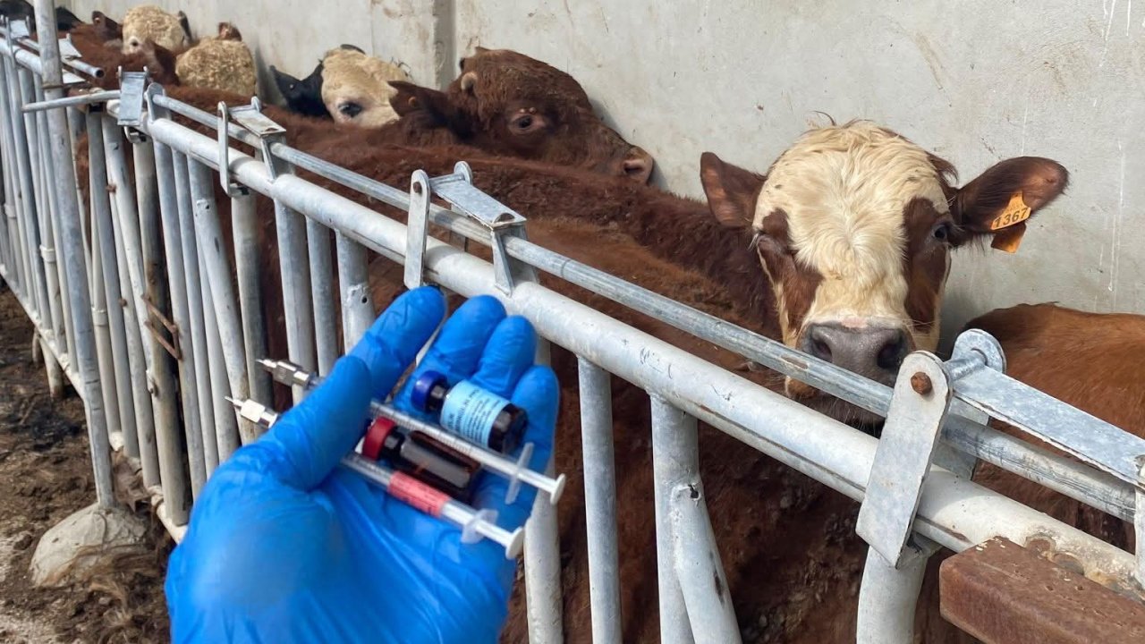 Tekirdağ’da ithal besilik danalara karantina süreci