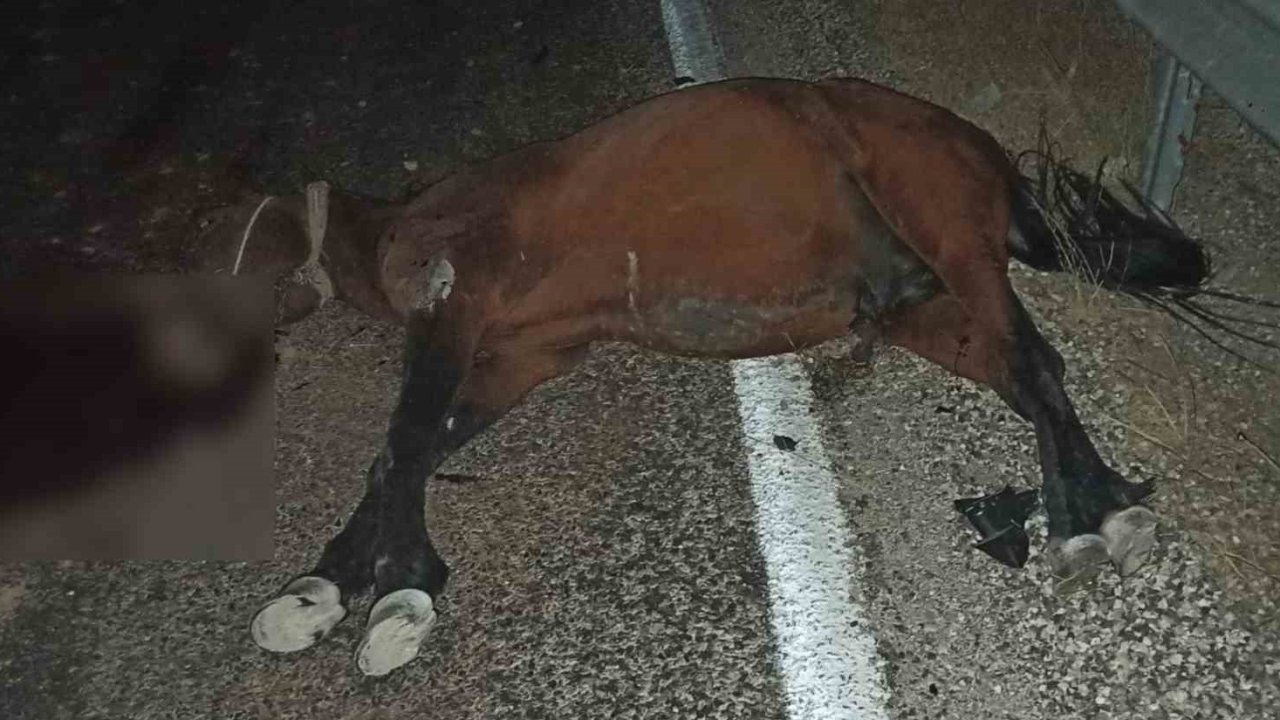 Aracın çarptığı at telef oldu