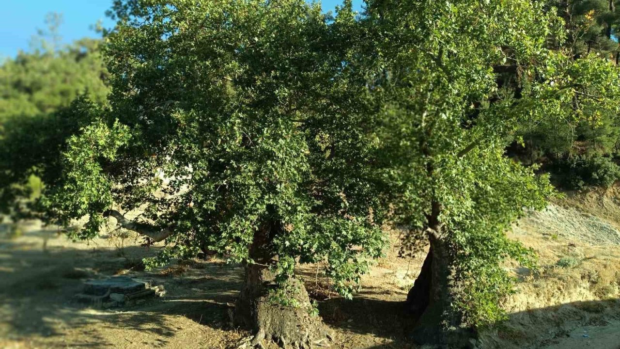 Asırlık çınar ağaçların koruma altına alınması isteniyor