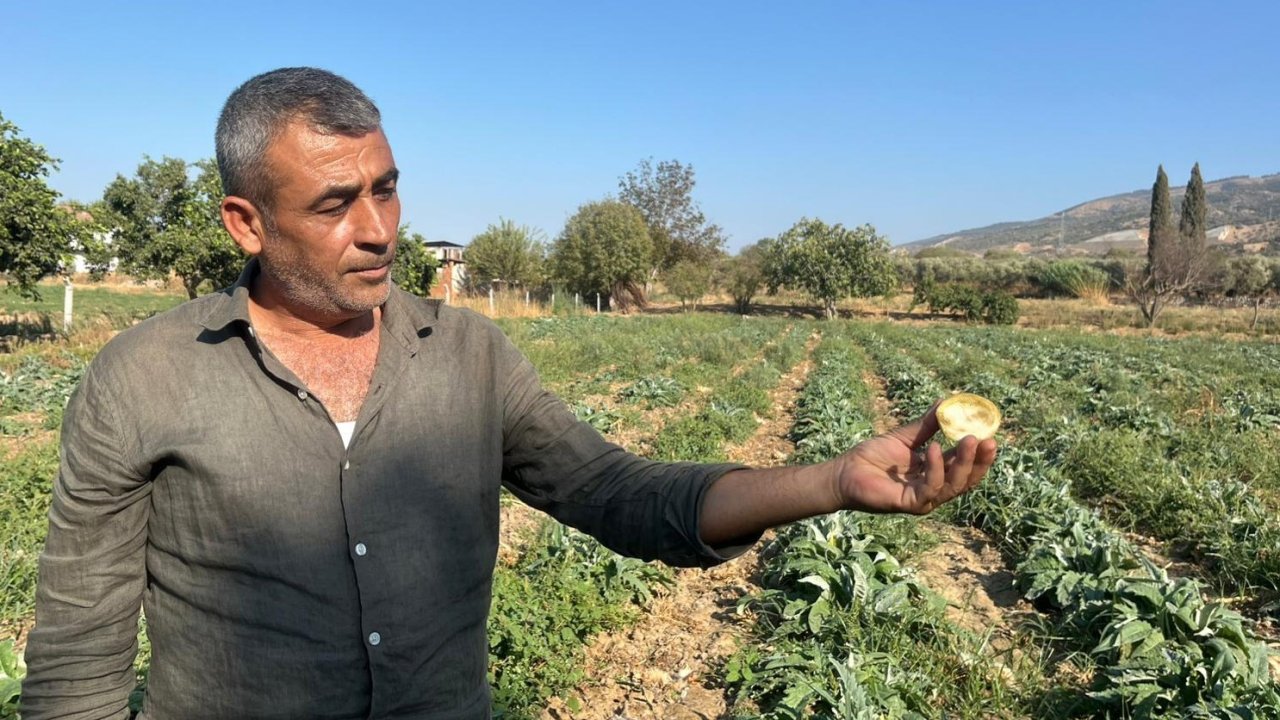 Aydın’ın tescilli ürününü enginarın kaymağını başkaları yiyor
