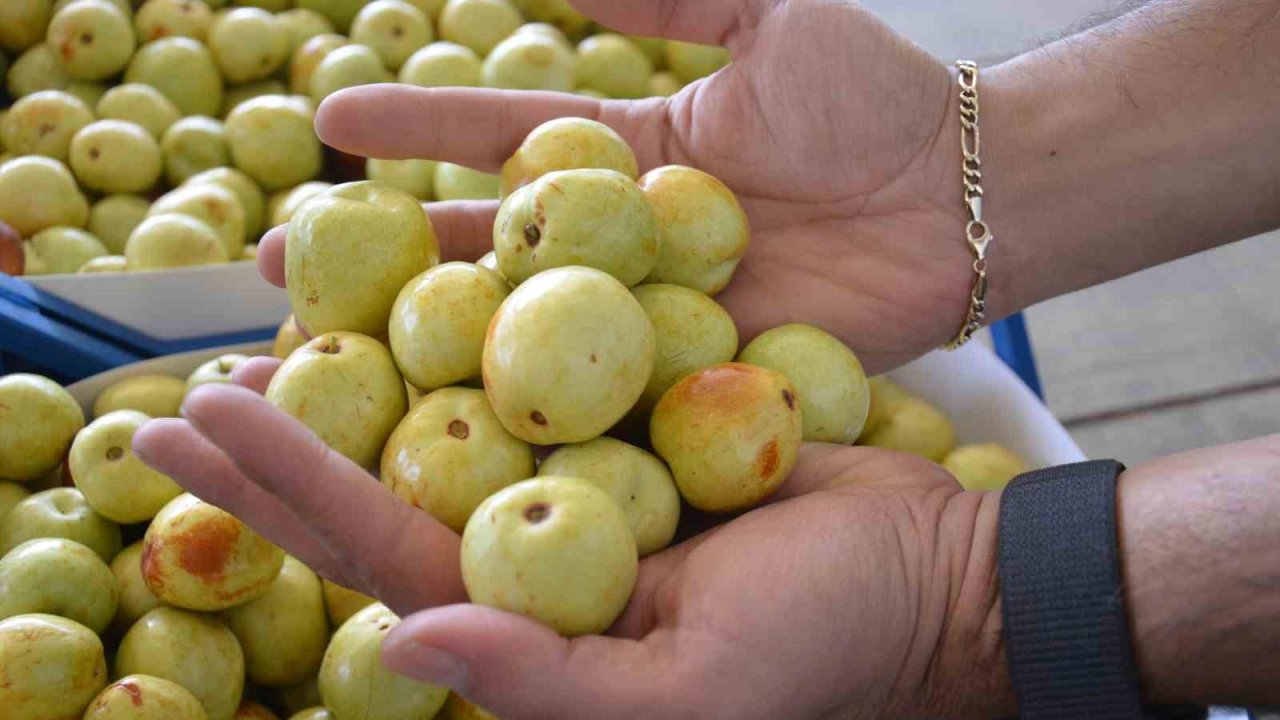 Demirci’de taze iri hünnap meyvesinin hasadı başladı