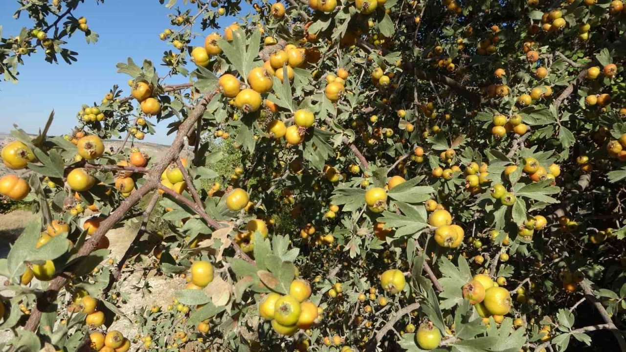 Malatya’da şifa deposu alıçta hasat zamanı