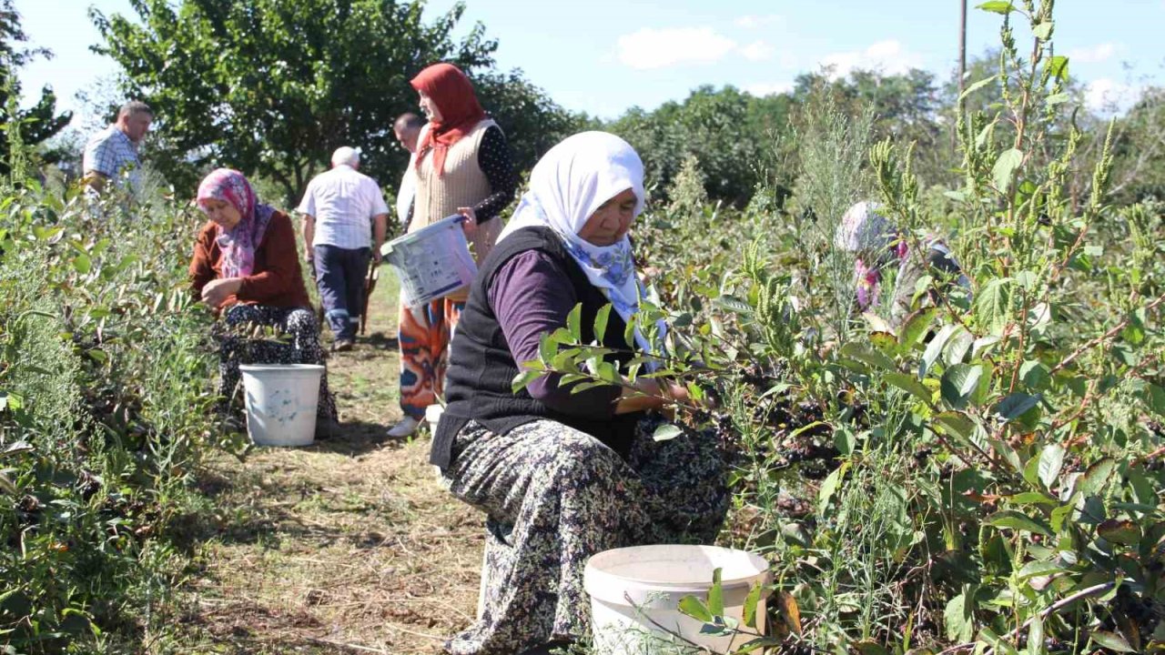 Küçük taneli büyük şifa: Aronya hasadı başladı