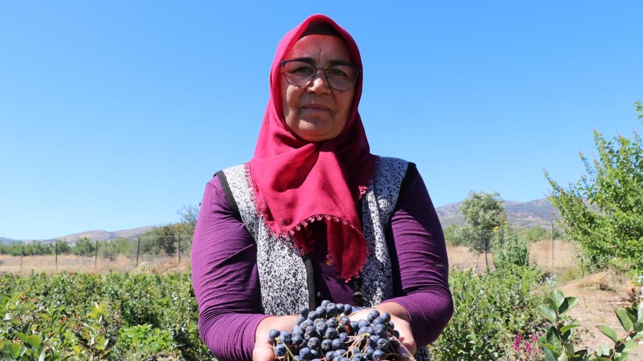 Şifa bulduğu meyvenin üretimi için şehir değiştirdi, 2009 fidanla şifa dağıtacak