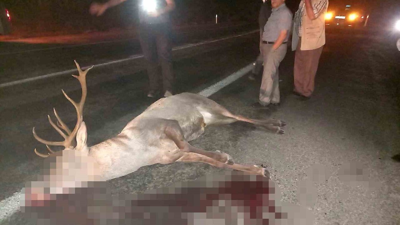 Domaniç’te yaralı geyik ekiplere teslim edildi