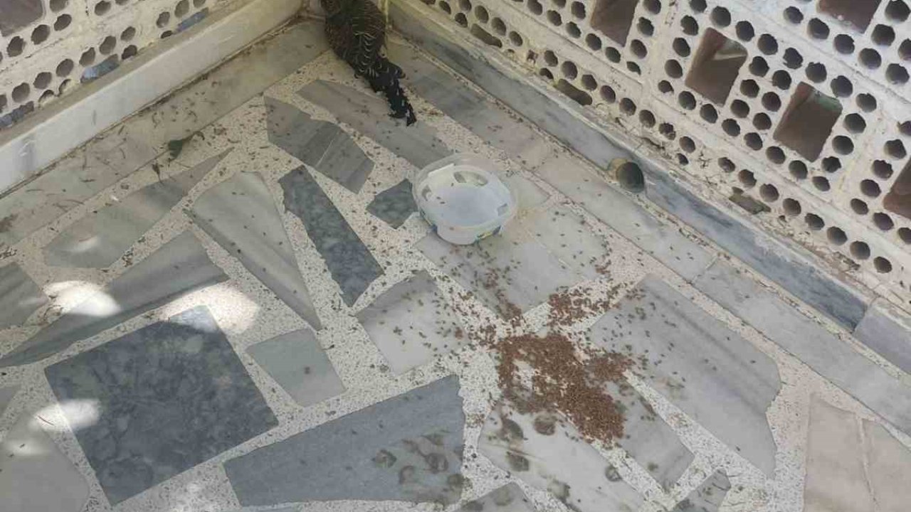Kulu’da yaralı ebabil kuşuna şefkat eli