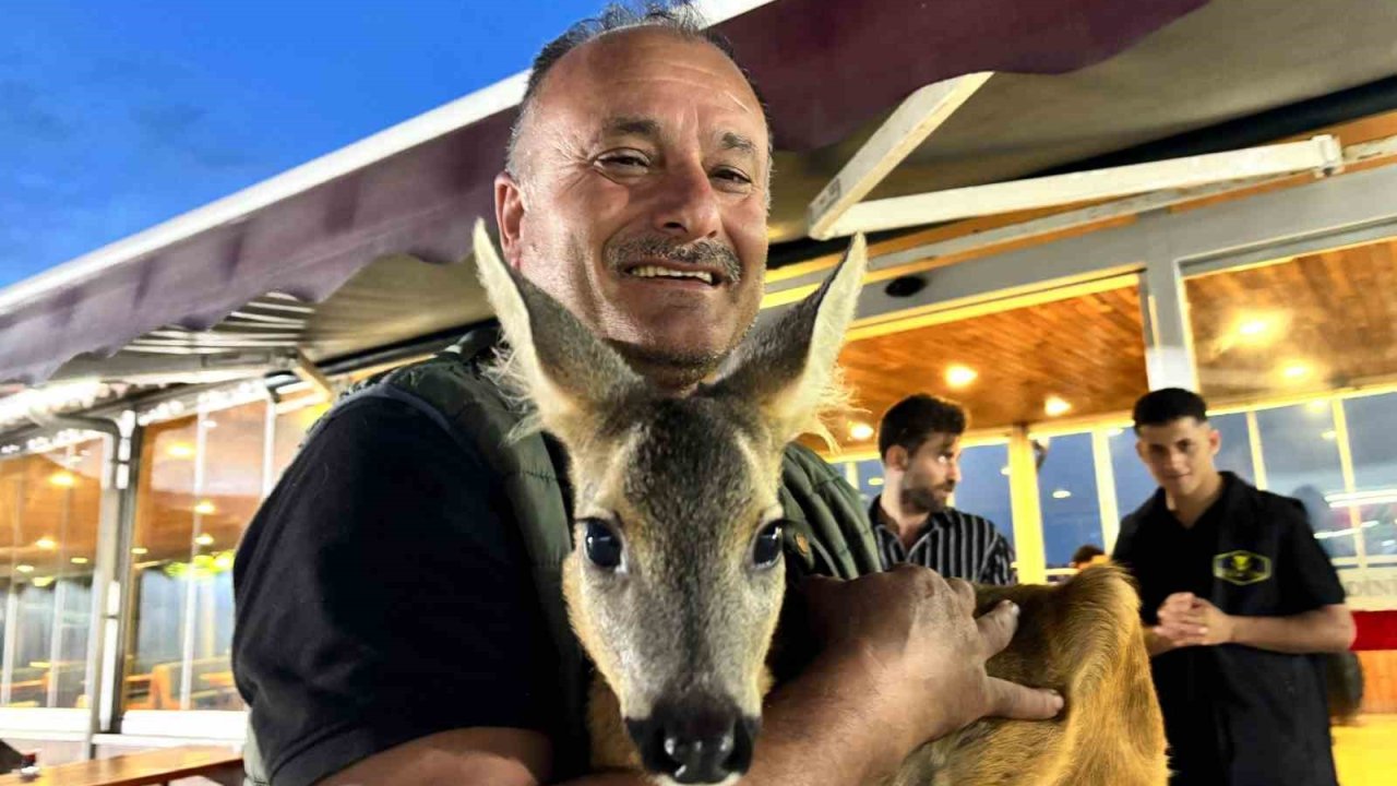 Trabzon’un sevimli karacası ‘Pınar’ sığındığı işletmenin maskotu haline geldi