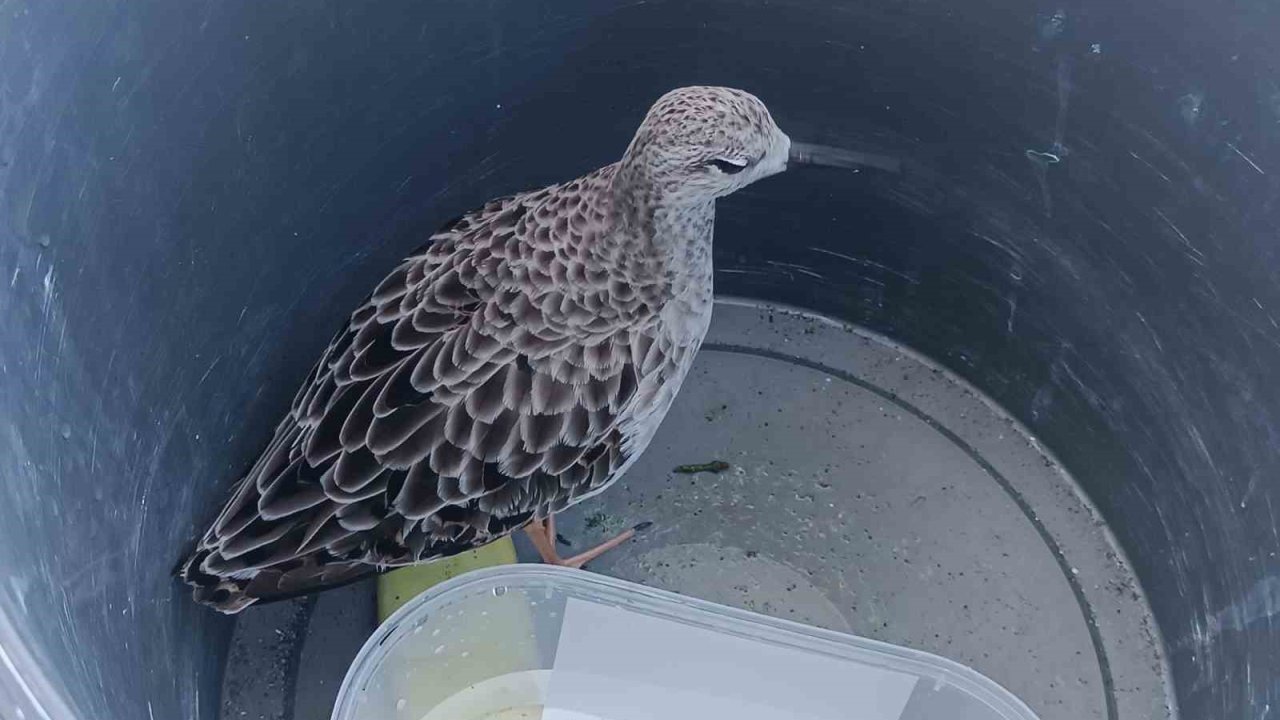 Türkiye’de nadir rastlanan kuş türü cami imamı tarafından yaralı bulundu