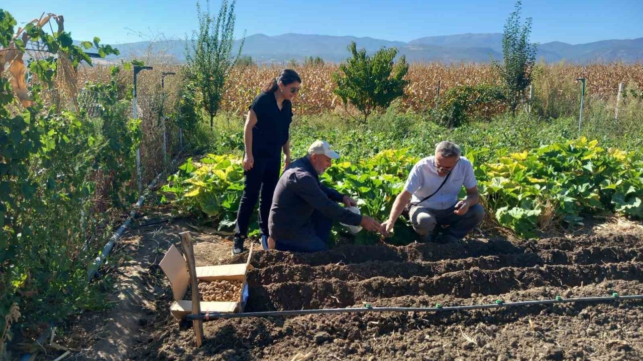 Tokat’ta salep üretimine başlanıldı