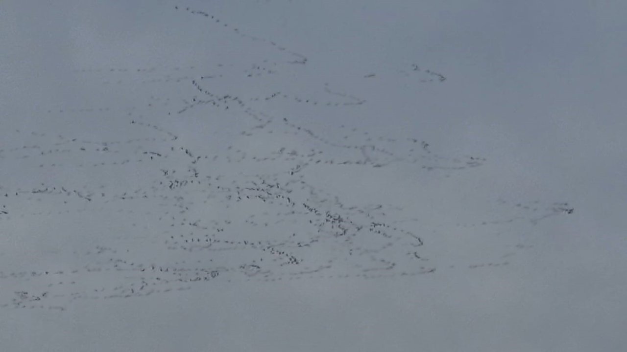 Tekirdağ’da gökyüzünde leylek şöleni