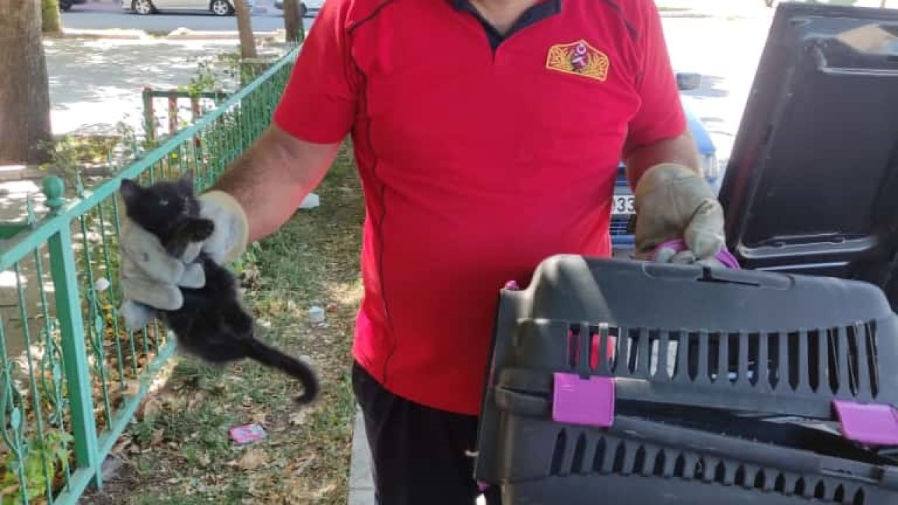 Otomobilin kaputuna sıkışan kedi kurtarıldı