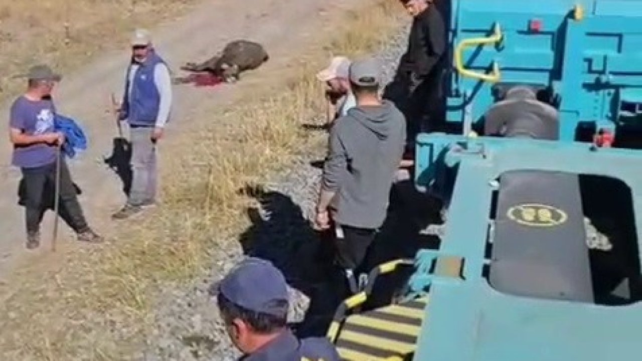 Kars’ta yük treninin çarptığı 5 hayvan telef oldu