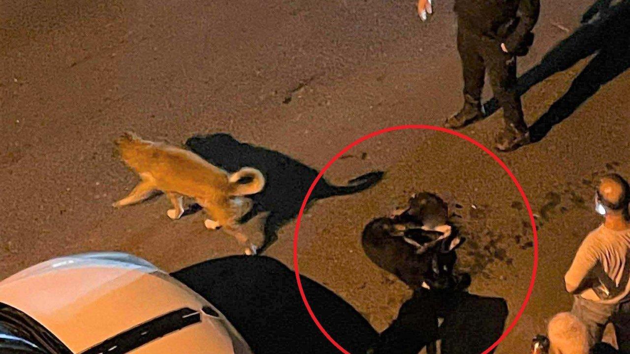 Altınordu Belediyesi çöp kamyonu sokak köpeğini ezdi