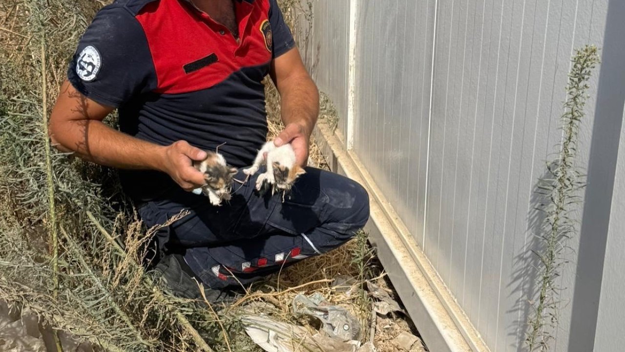 Konteynerin altında mahsur kalan kedileri itfaiye kurtardı