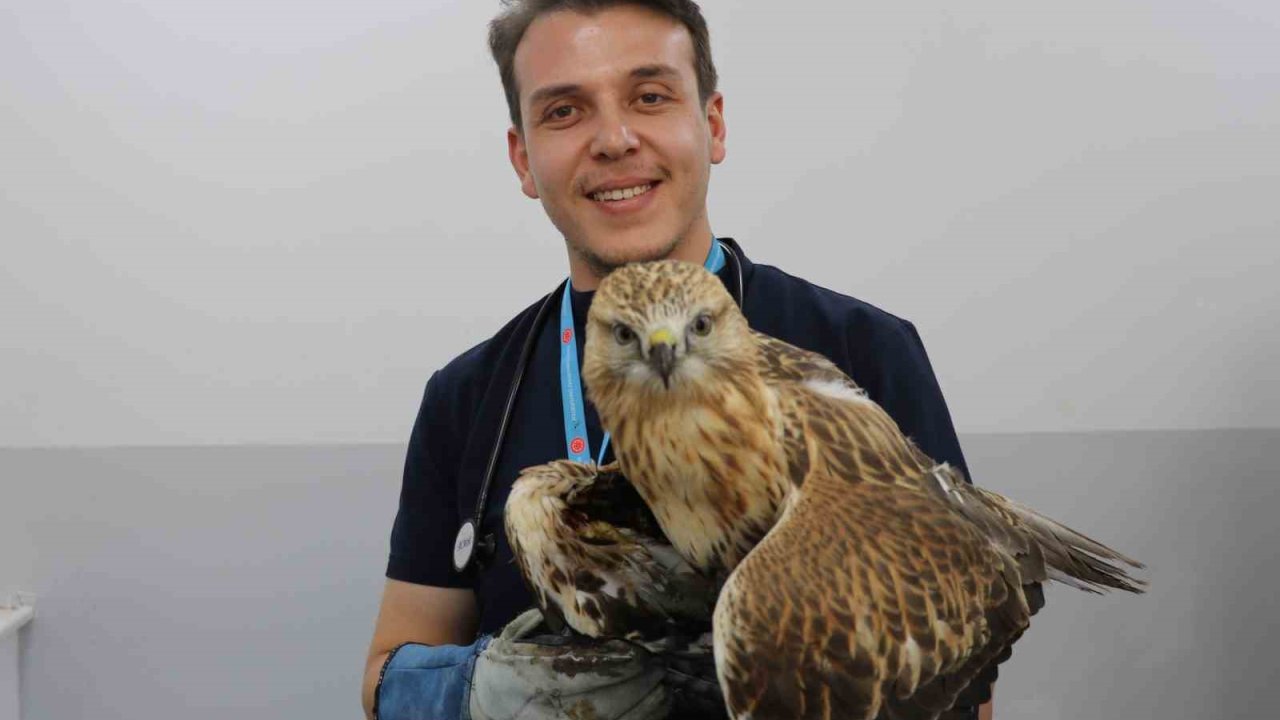 Sivas’ta kanadından vurulan kızıl şahin, tedavi altına alındı