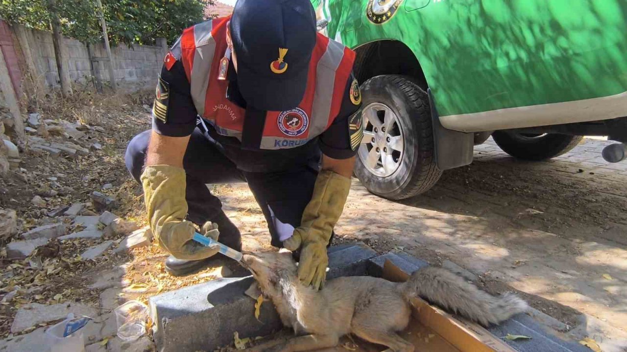 Yaralı tilki tedavi altına alındı