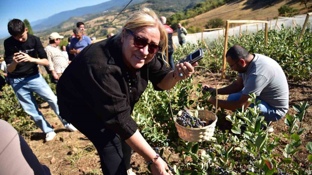 Sındırgı’da Aronya Hasat Şenliği coşkusu