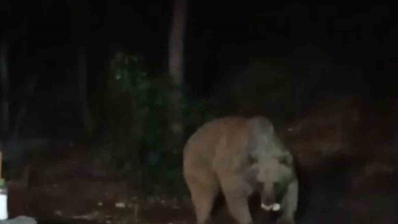 Bingöl’de şantiye alanına inen ayı karnını doyurdu... O anlar kamerada