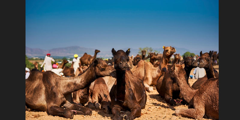 Afrika Kurban Bağışı ile Hayra Ortak Olun