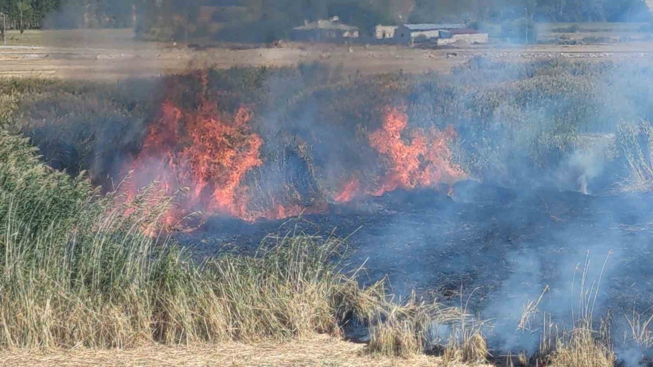 Göçmen kuşların yuvası alevlere teslim oldu