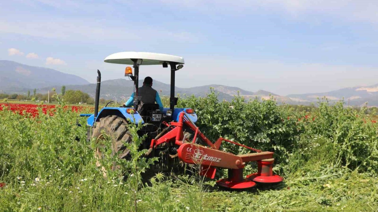 Büyükşehir’den üreticilere ücretsiz yem bitkisi tohumu desteği