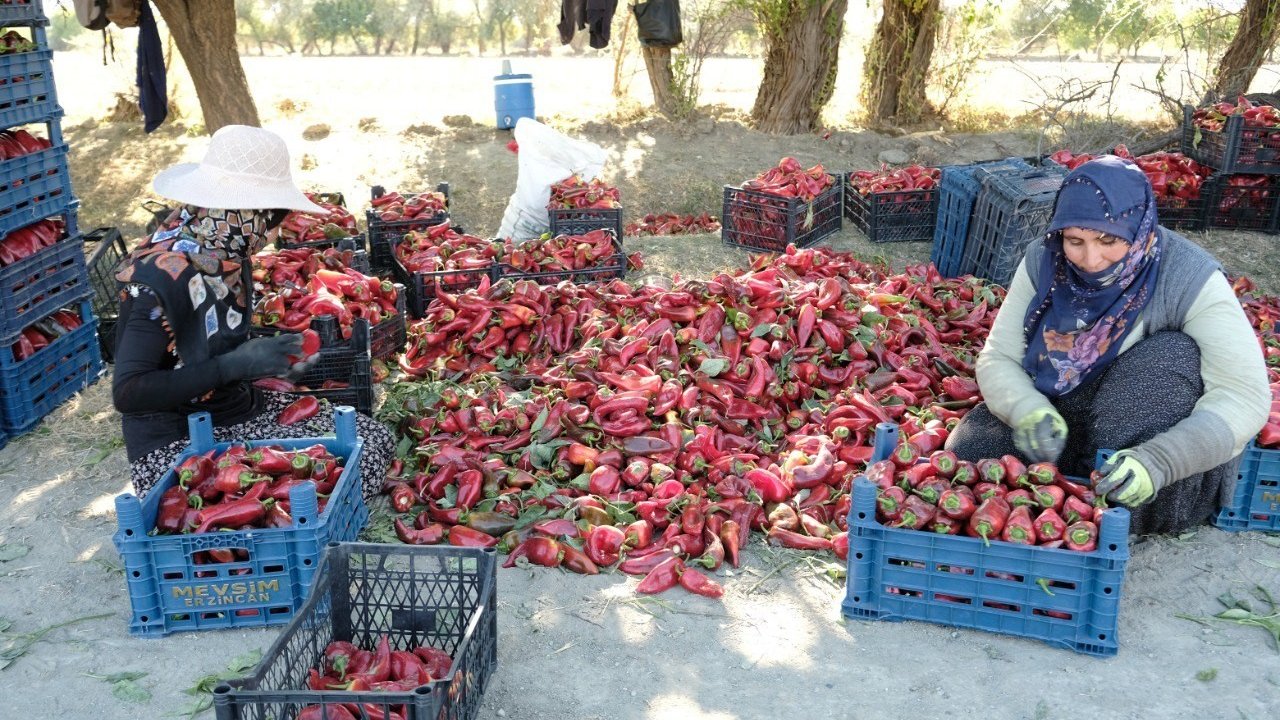 Erzincan’da 100 tonluk üretim hedefi gerçek oldu!
