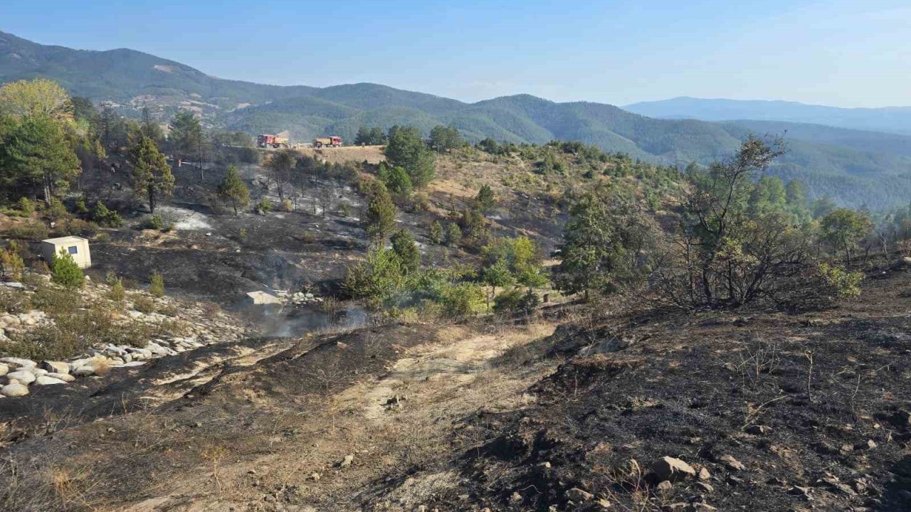 Ormanda piknik keyfi, faciaya sebep oluyordu...