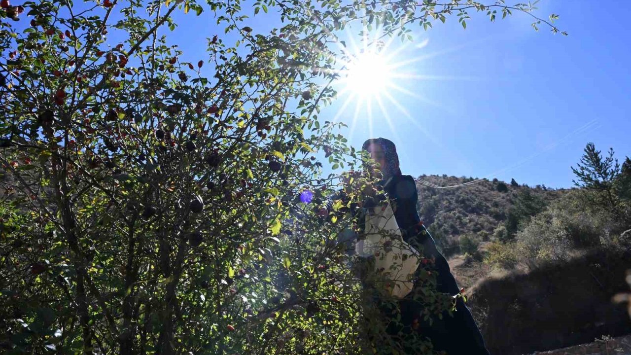 Gümüşhane’nin ’dikenli gülü’ kuşburnu, zahmetli yolculukla sofraya geliyor