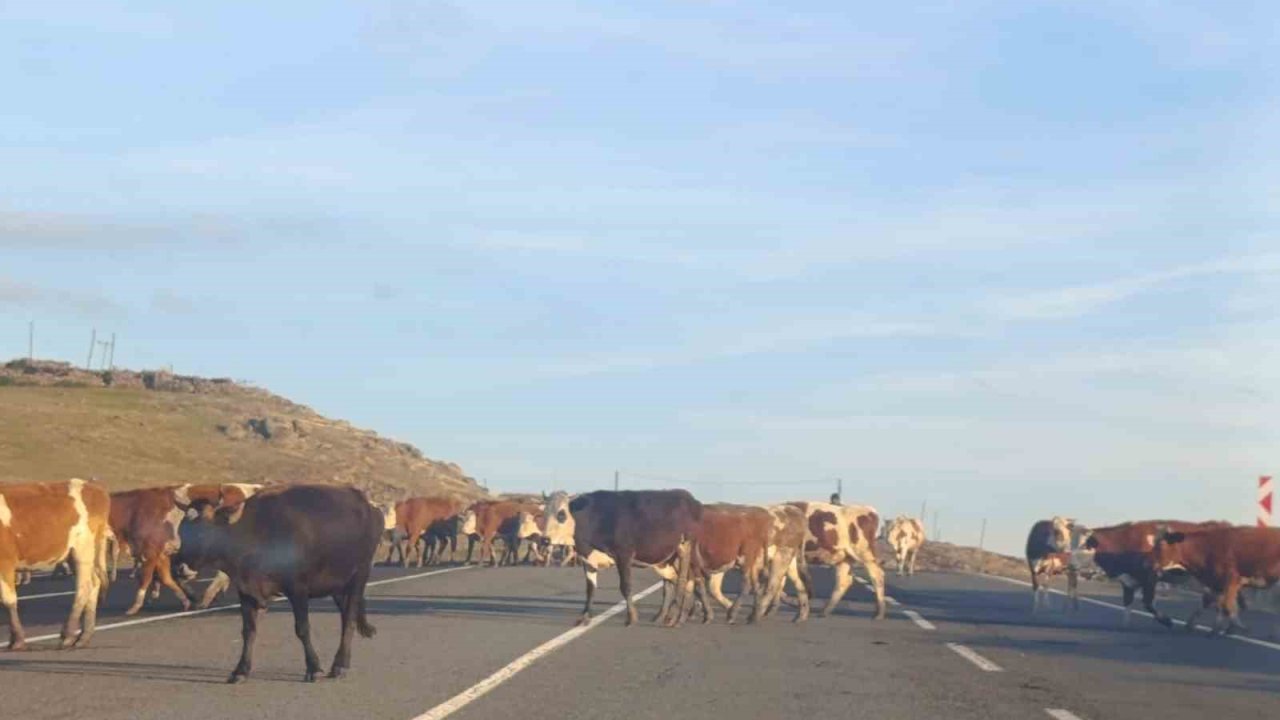 Kars’ta karayoluna çıkan büyükbaş hayvanlar trafiği aksattı