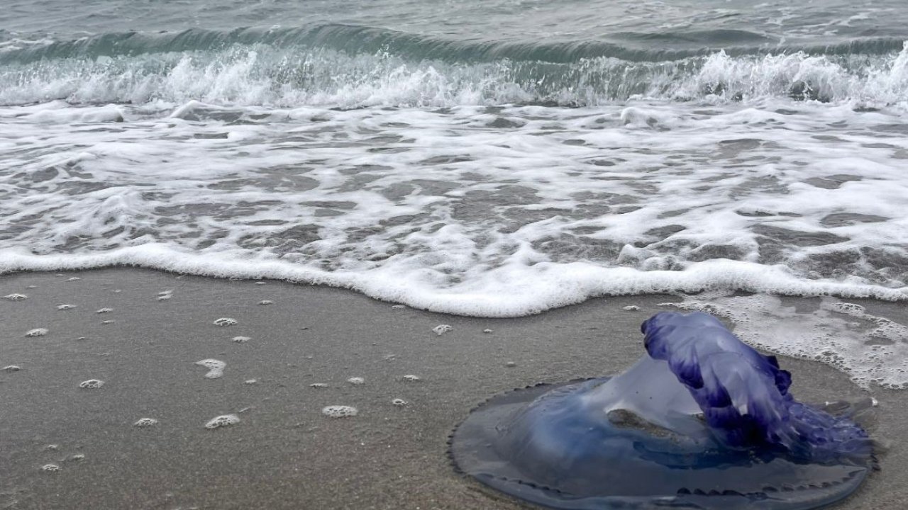 Mavi denizanaları sahile vurdu, görenler şaşırdı