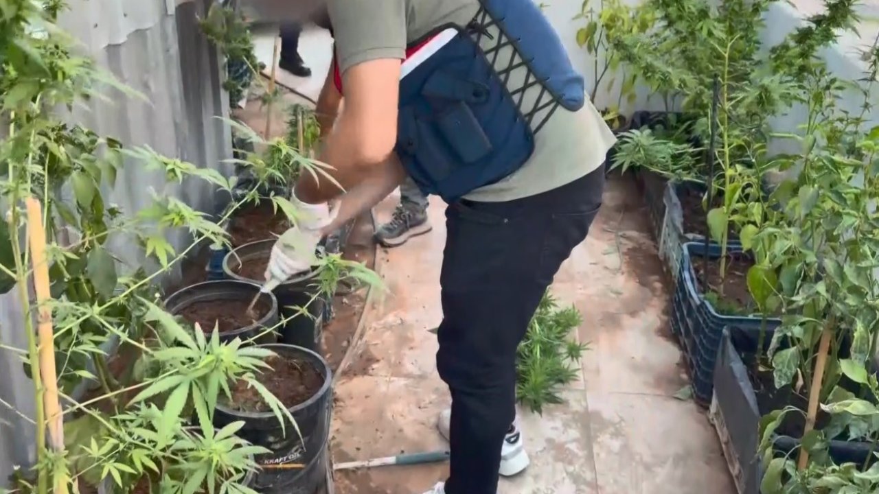 Uyuşturucuyu saksılara ekip evinin çevresine yerleştirmiş