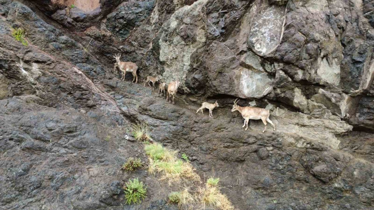 Oltu’da yaban keçilerinin görsel şöleni