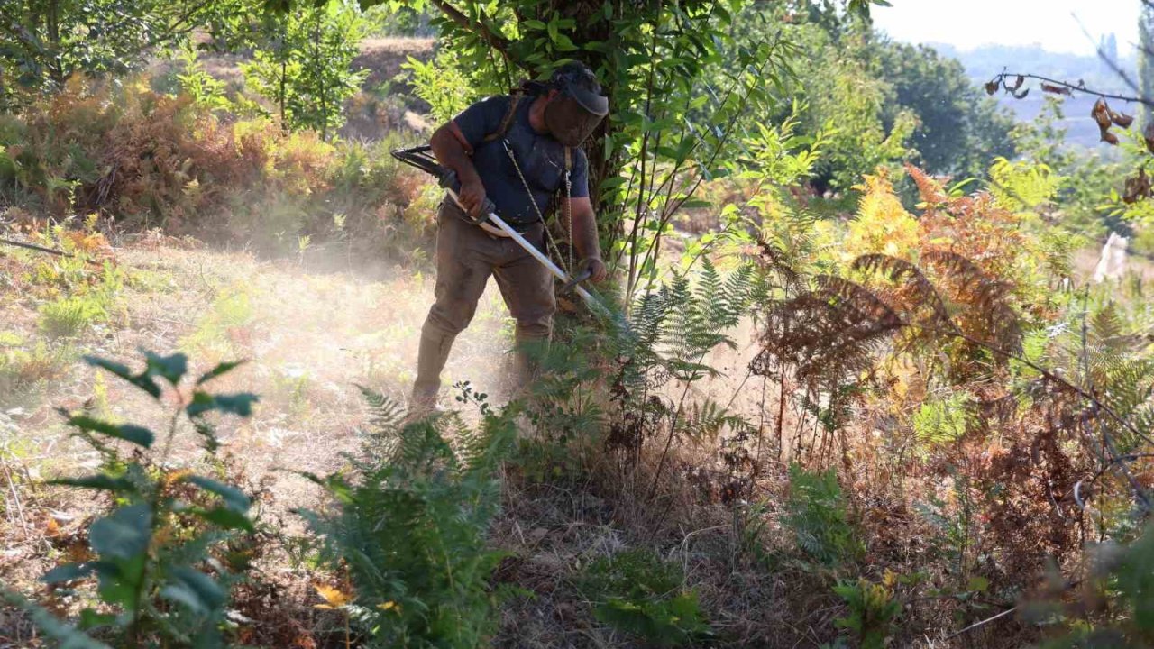 Aydın’da kestane hasat sezonu için hazırlıklar başladı