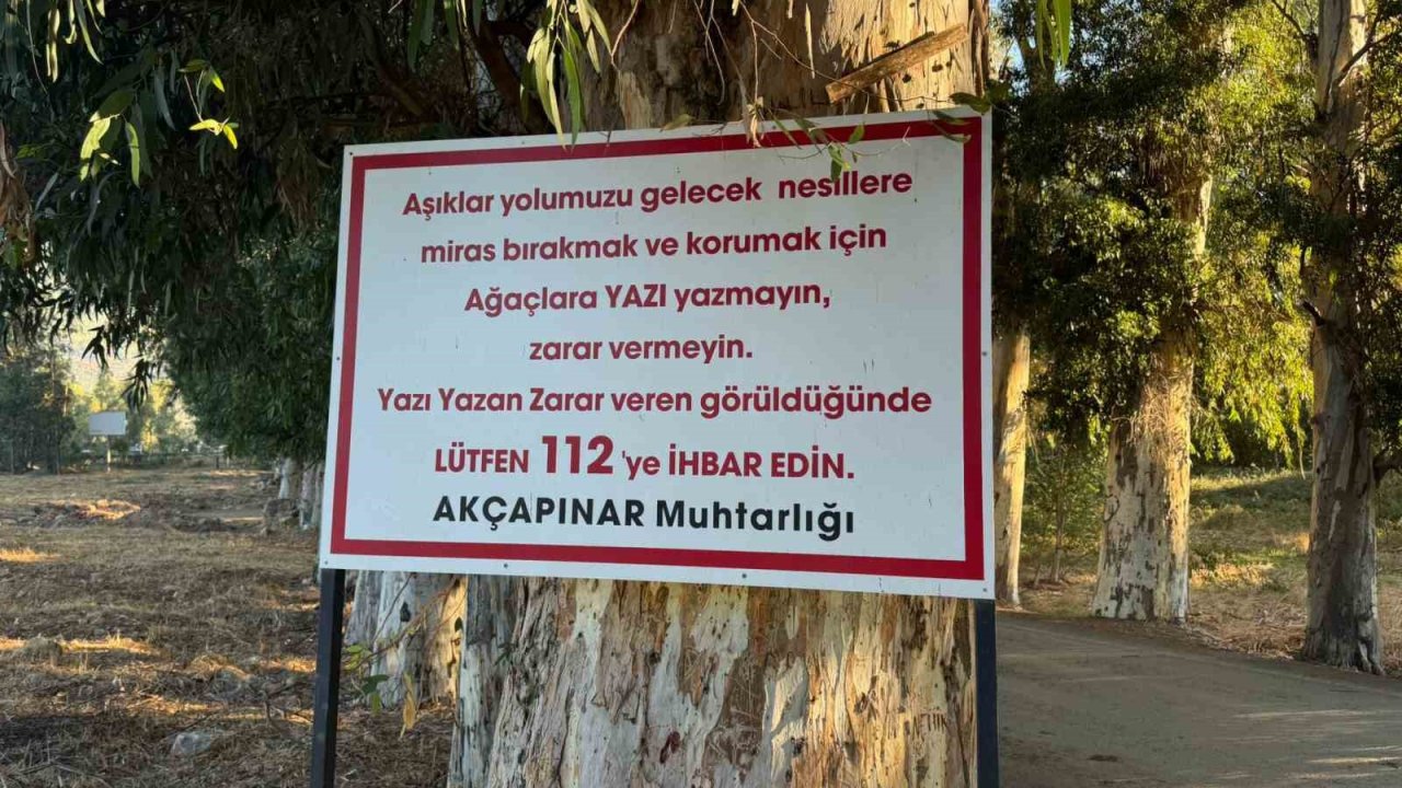 Ağaçlara yazı yazanları tabela ile uyardı