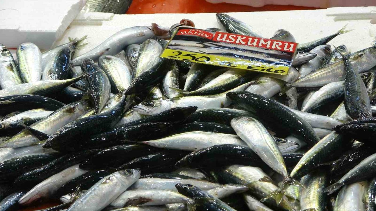 Balıkçılardan müjde: Fiyatlar düştü, ekimde bolluk bekleniyor