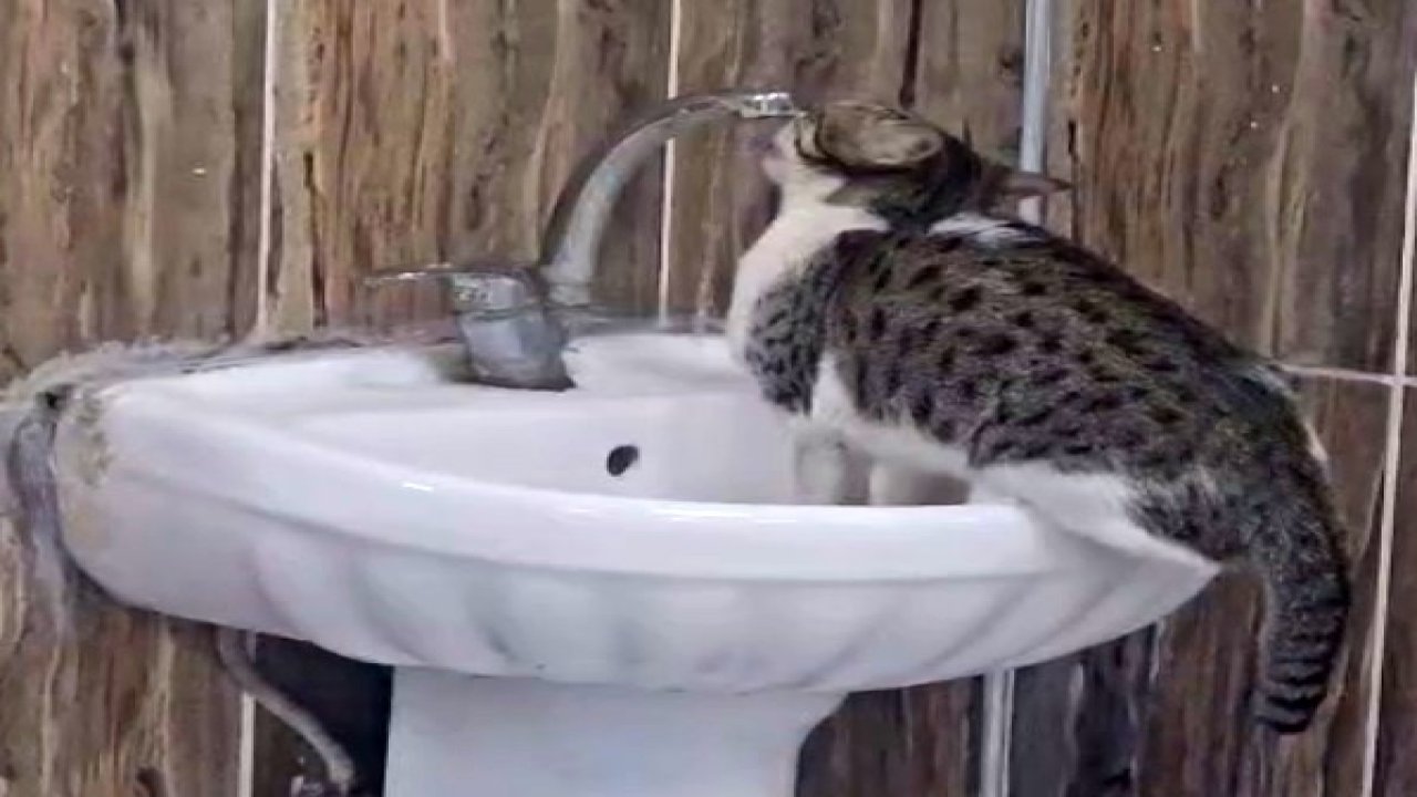 Acil serviste lavaboya çıkan kedi musluğu açıp su içti