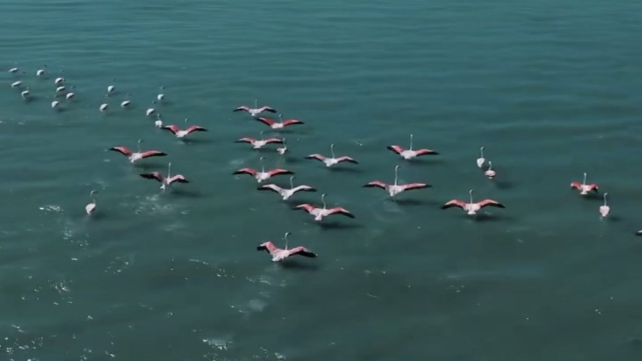 Erçek Gölü’nde jandarmadan flamingo nöbeti