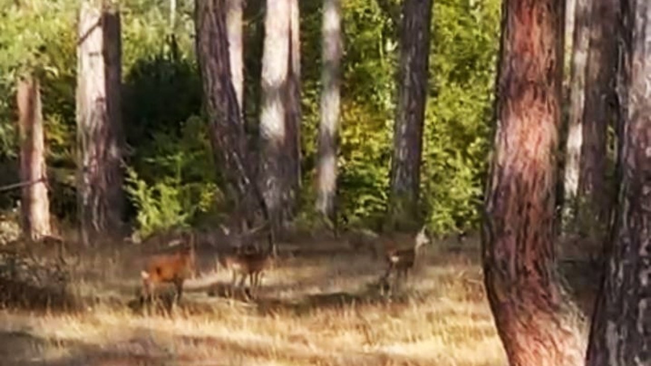 Safranbolu’da anne karaca ve yavruları görüntülendi